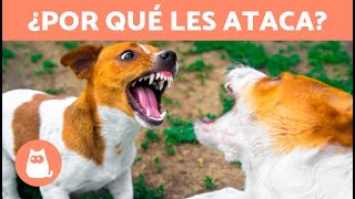 ¿Por qué mi PERRO MUERDE a otros PERROS? (7 Razones) ⚠