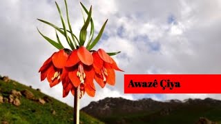 Awazê Çiya -Xakurkê Resimi