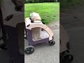ドッグカートでお散歩