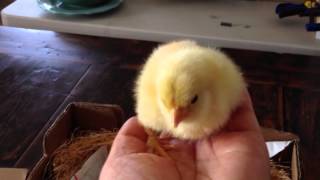 Day Old Baby Chicks Arrive in Mail