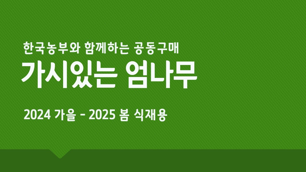 2024 가을 - 2025 봄 식재 가시있는 엄나무 공동구매