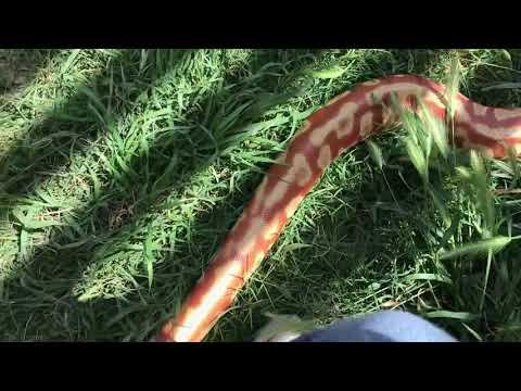 Partial Cherry Bomb Blood Python