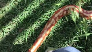 Partial Cherry Bomb Blood Python