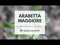 ARABETTA MAGGIORE - Turm-gänsekresse - Tower cress - Turrita - Arabette tourette