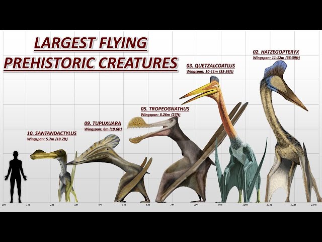 PTEROSAURS . size comparison and data. Flying reptiles 