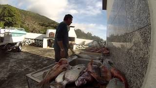 Urzelina Rock Cod caught in Sao Jorge Azores