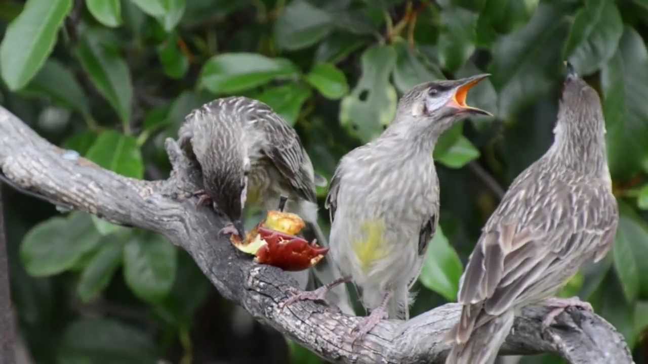 Red Wattle Bird Family 