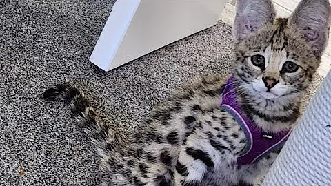 Watch the video about F1 Savannah HP African Serval -12 week old kitten - Kiyah