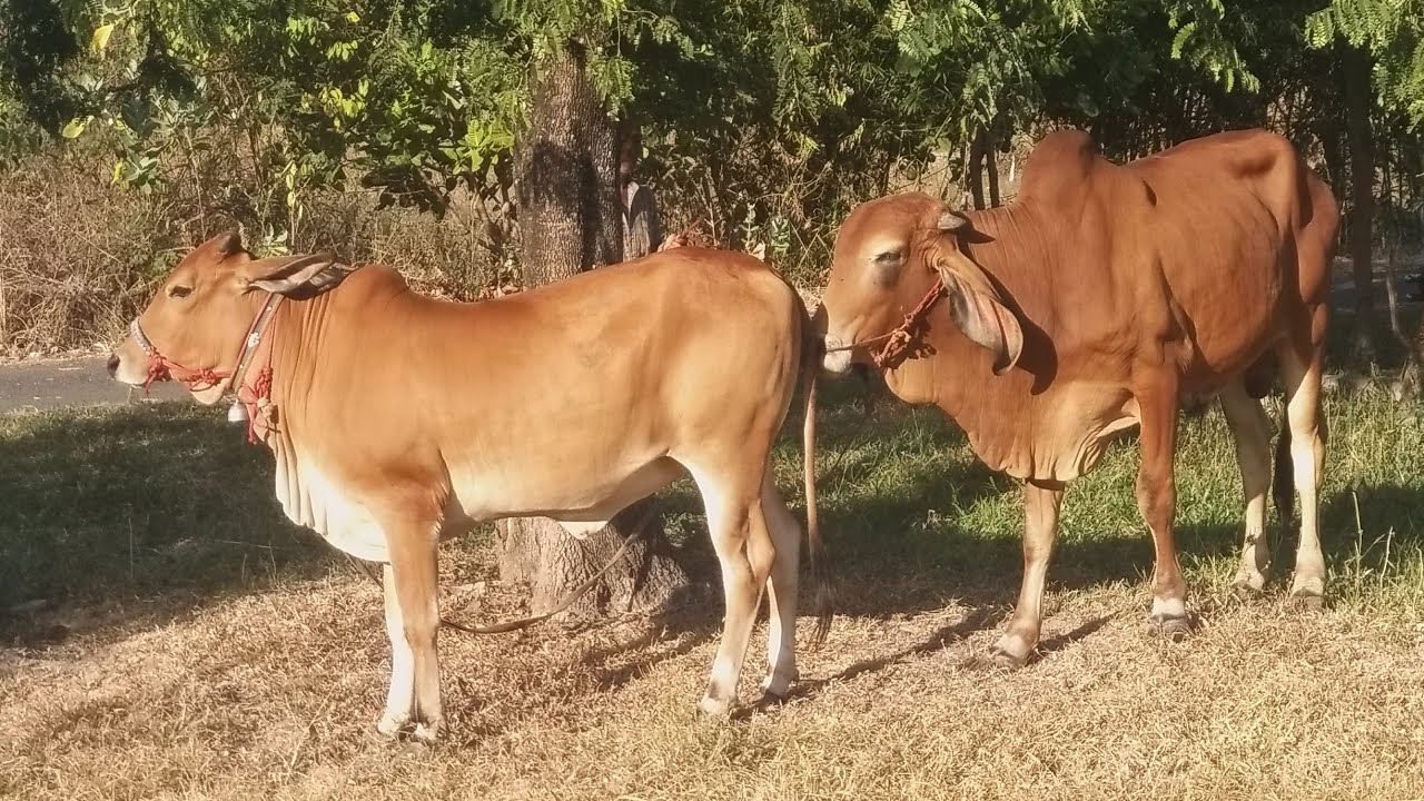 ผสมพันธ์วัวสาว♥️♥️♥️