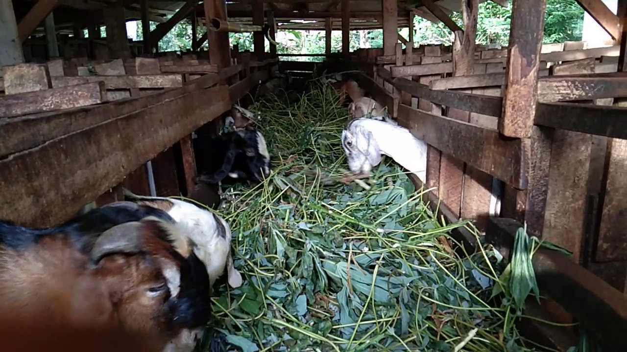 Peternaan kambing alami 