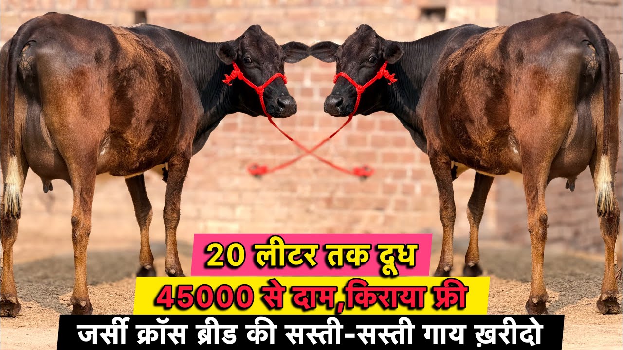 45000 से दाम,किराया फ्री👌20 लीटर तक दूध👍क्रॉस ब्रीड की 6 सस्ती गाय बिकाऊ👍Cross Breed Cows For Sale