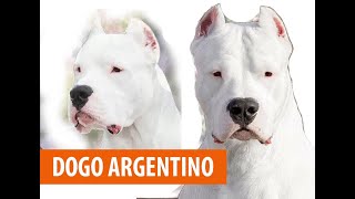 Дого Аргентино | Dogo Argentino | Нохойн үүлдэр №13