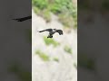 ハヤブサの滑空降下と上昇 Gliding descent and ascent of a falcon. #birds