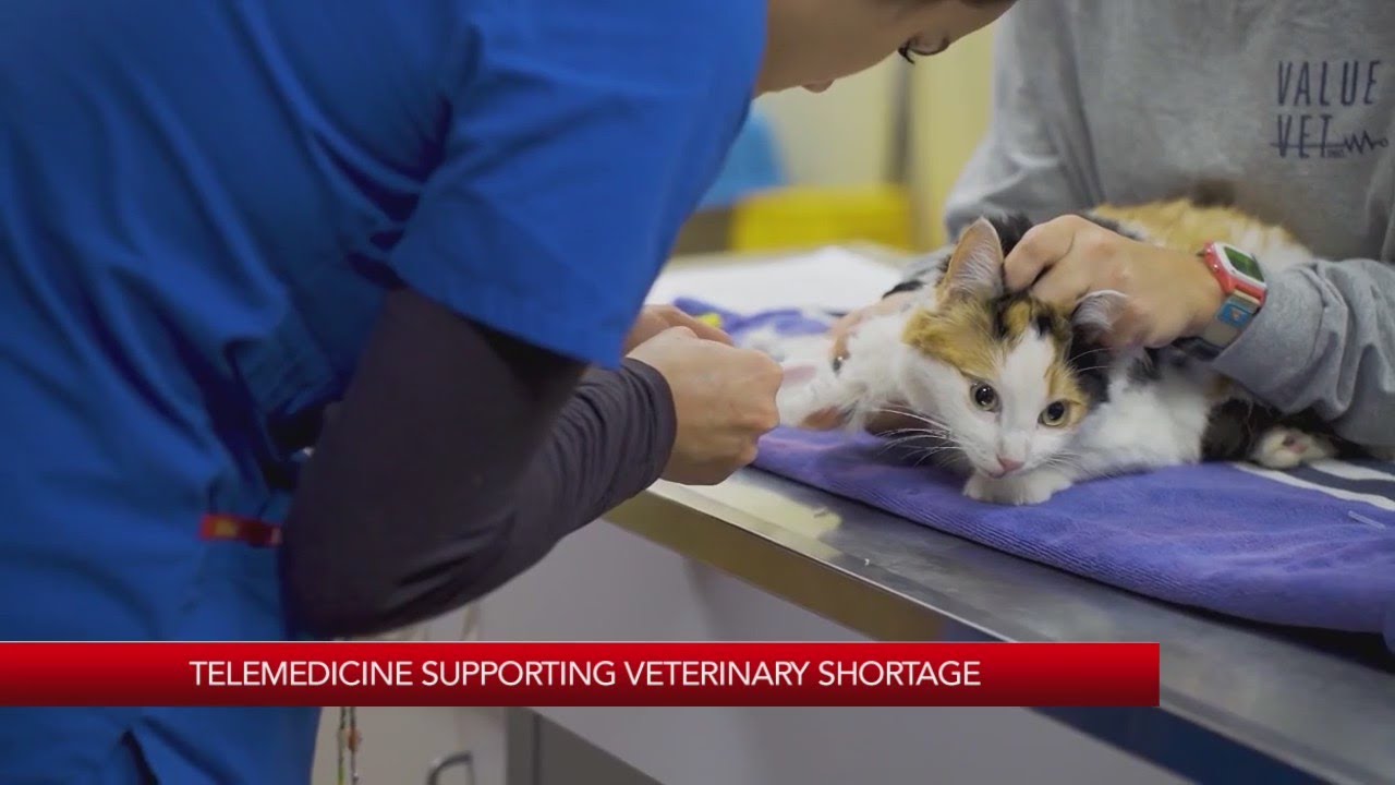 Telemedicine supporting veterinary shortage