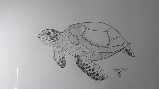 ¿Como dibujar una TORTUGA MARINA     How to draw a SEA TURTLE