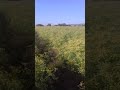 البسباس البسباس