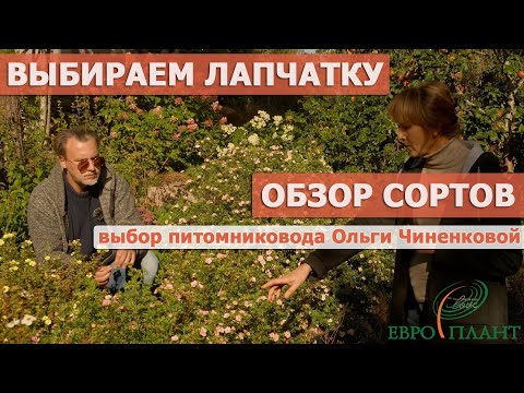 Сорта лапчатки кустарниковой, обзор, новинки, селекция. Сад и питомник Ольги Чиненковой. Ленобласть