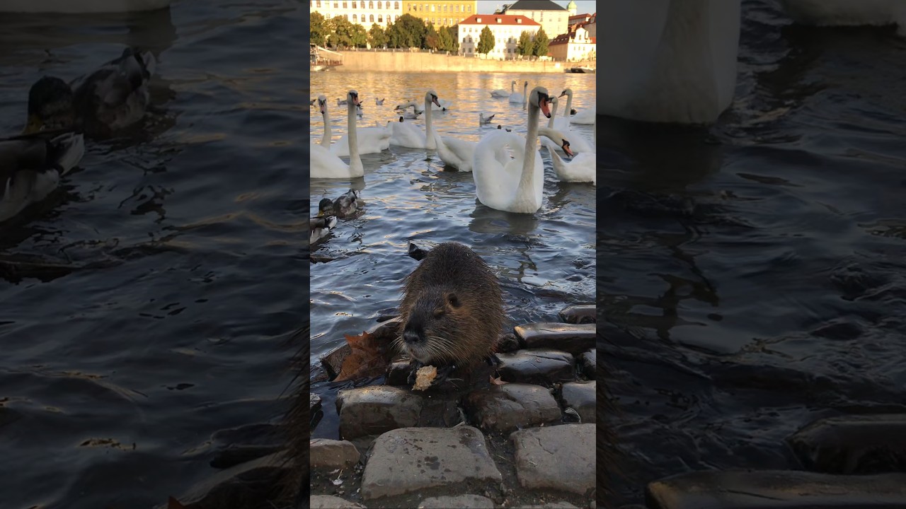 Vltava River Prague Czech Republic