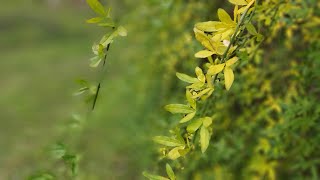 F2 12 06 2021 Around Glen Waverley Anglican Church