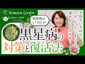【バラの病気】黒星病の対策と復活法