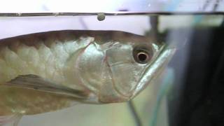 Silver Arowana Aquarium Feeding Time