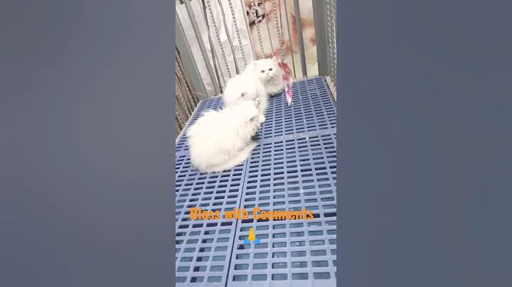 Watch the video about Persian Cat kitten looking for loving Home #cute #pet @eplux