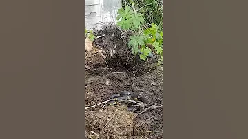 Приморский полоз