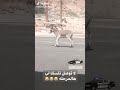 حمار في السعوديه حضر التجوال وهوه خرقه 