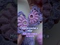 #crochet #irish #howto #easy #crochetpattern #crochettutorial #fan #pattern #stitch #stepbystep #new