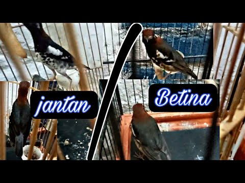 CARA MEMBEDAKAN CIRI ANIS KEMBANG JANTAN DAN BETINA