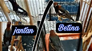 CARA MEMBEDAKAN CIRI ANIS KEMBANG JANTAN DAN BETINA