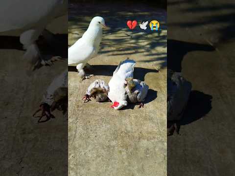 প্রিয় কবুতরটি দুটি বাচ্চা রেখে আমাদের ছেরে চলে গিয়েছে 🕊💔😭 #sad #pigeon #youtubeshorts #shorts