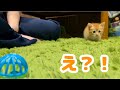 【子猫】茶トラの子猫が初めてのボール遊びに挑戦しました