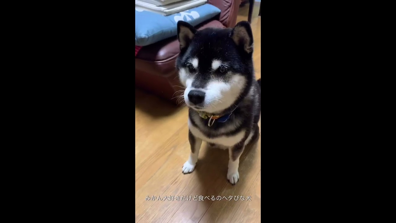 黒柴リク ミカン大好きだけど不器用すぎて食べるのヘタぴな犬 Youtube