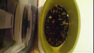 IMG 4033 33