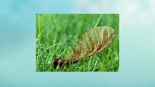 Seed Adaptations - KS3 Revision