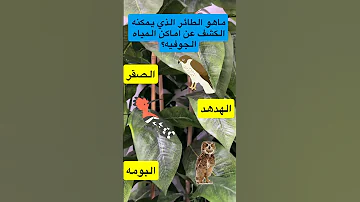 طائر يكشف عن مكتن المياه الجوفيه صوت اصوات عصافير تغريد صبح مونتاج اكسبلور اقنباسات ترند 