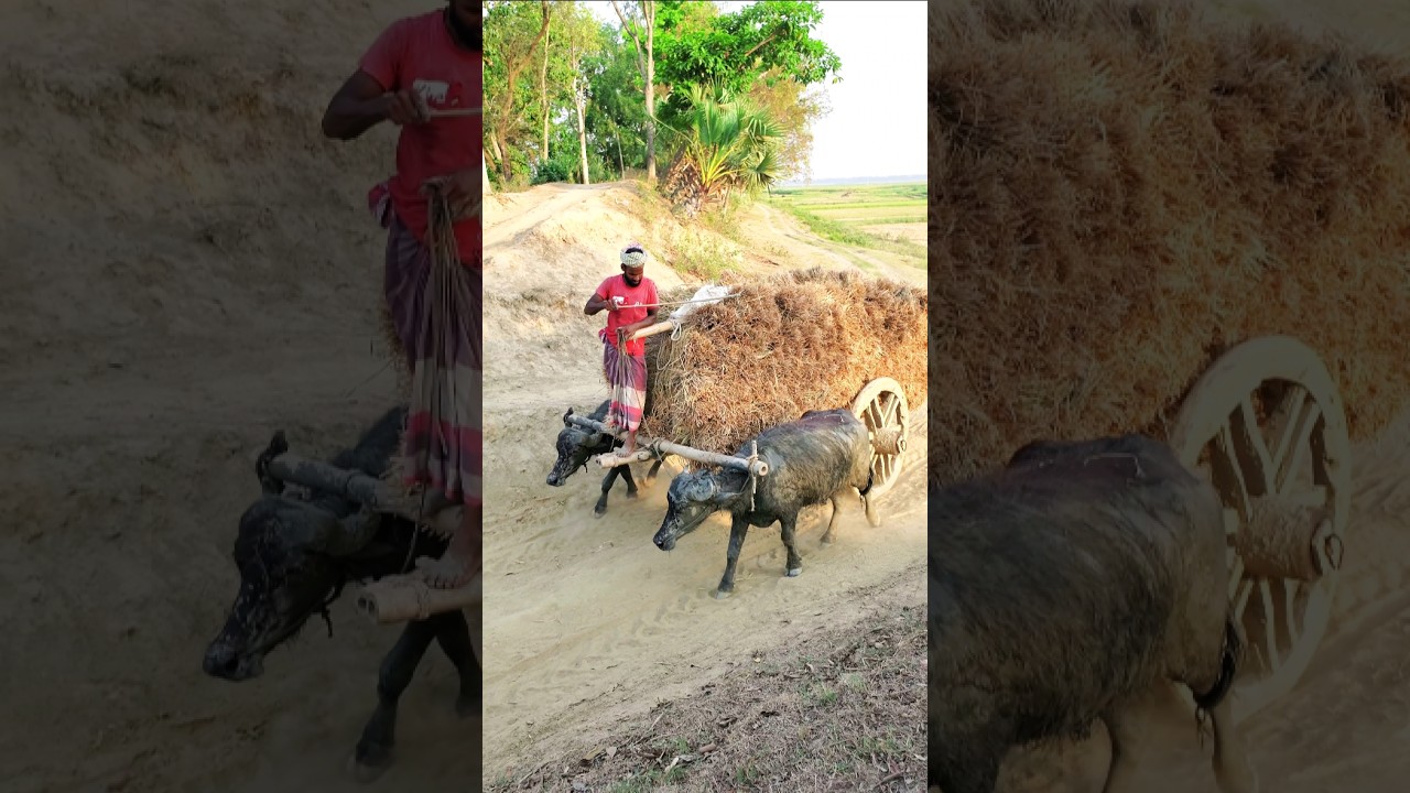 Grandpa Still Uses a Buffalo Cart in Kerala 