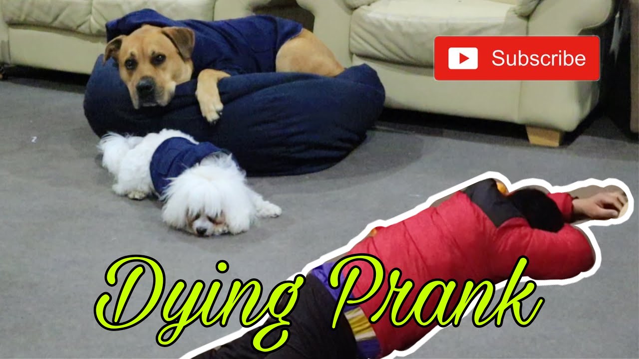 Faking my Death in front of my Dogs YouTube