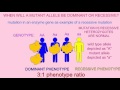 Mutant Alleles: Dominance, Recessiveness, and Phenotypic Effects