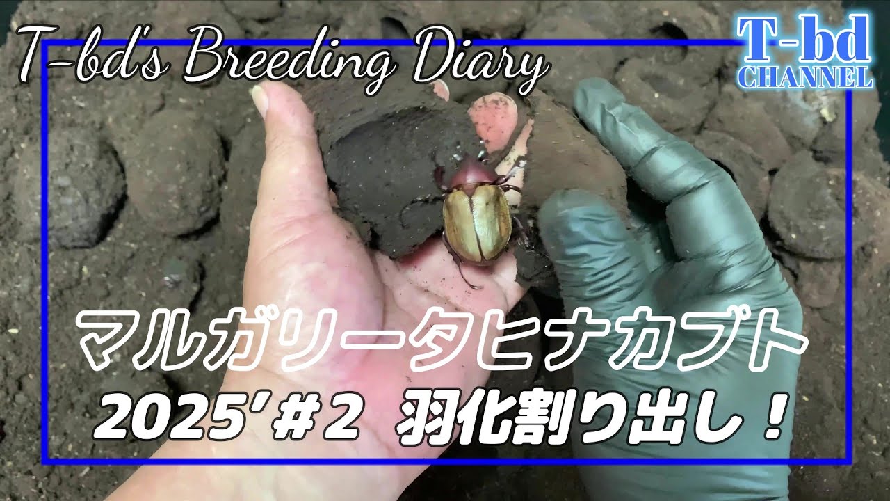 マルガリータヒナカブト2025,#2