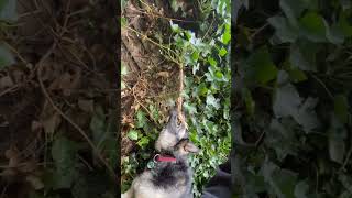 Helpful German Shepherd Assists with Garden Work