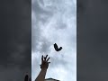 Juggling a yoga sock, charging block, and mini tennis ball while whistling to birds outside