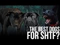 Whats the best dog breed for shtf  bear independent