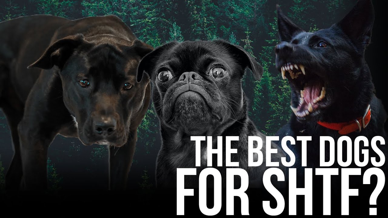 What's the Best Dog Breed for SHTF? Bear Independent YouTube