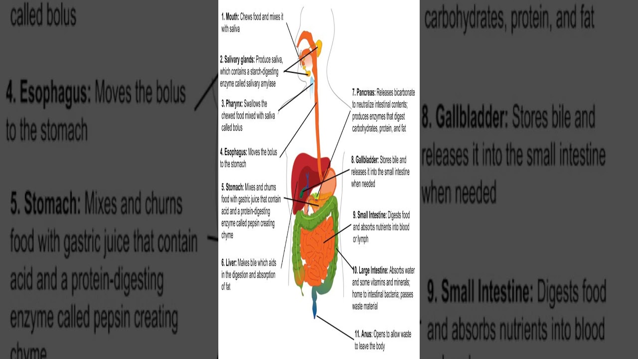 Unveiling the Power of Saliva: Amylase - The Key to Unlocking Energy from Carbohydrates