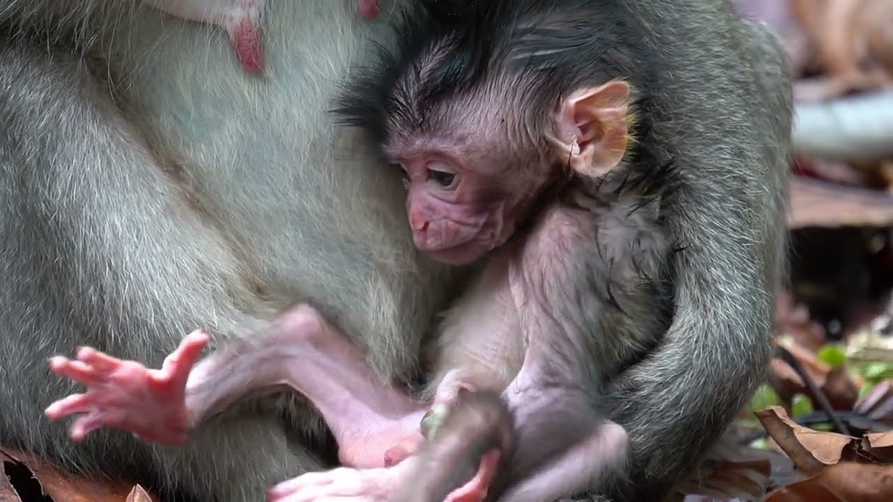 Обезьянка только что родилась, ее поведение необычайно