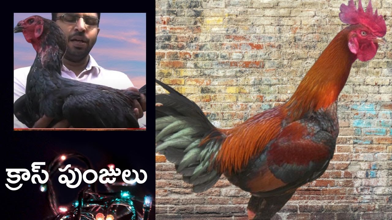 Rare Rooster breeds |  Rao Farms | Bhimavaram