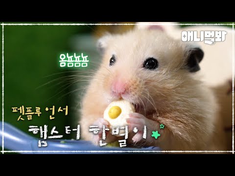 햄스터 면치기 보러 드루와ㅣDid you <strong>ever</strong> see adorable eating <strong>show</strong> by Hamster?