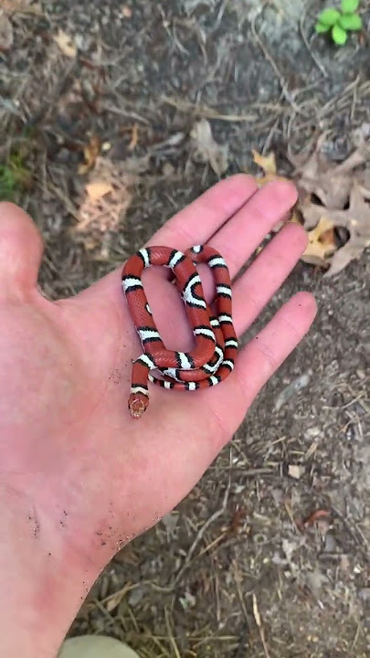 BRIGHT RED Snake Hiding in Hand!